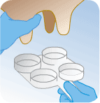 higiene na ordenha em xinguara